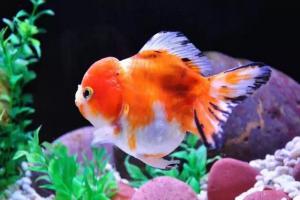 中国金鱼大全！确实漂亮养眼！！