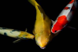 深度剖析：男人为什么喜欢养鱼？