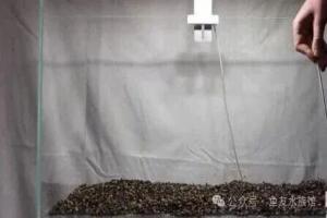 新手草缸开缸及养水步骤