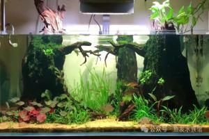 雨林缸适合养什么动物？雨林缸动物搭配