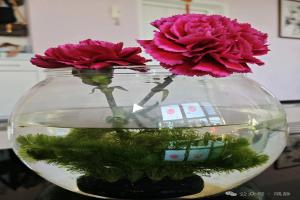 我的小鱼奇遇记：从一条到一缸的温柔冒险