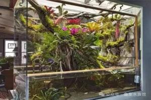 雨林生态缸怎么做？雨林生态缸造景和制作过程