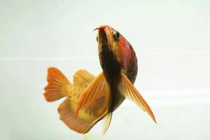 养鱼界的二八定律，你是其中的20%吗？