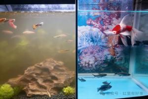 鱼缸水变浑浊？一招教你恢复清澈，新手也能一次成功！