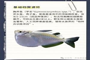 水中的银月弯刀——大银斧燕子全解析