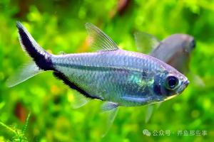 黑尾大勾：草缸中的“群游之王”