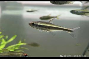白金金带菲洛塔 (Moenkhausia phaeonota)