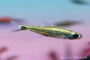 白金赫拉公主灯：水族箱中的流动黄金