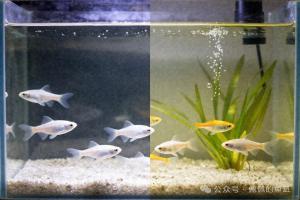 鱼缸水越清澈,鱼死得越快我交了3000块学费才懂的4个真相