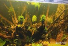 鱼缸水不浑浊就是发黄怎么变清？怎么解决鱼缸水总是浑浊发黄？