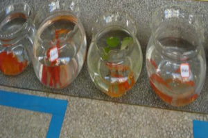 养赏鱼密度很重要,大部分观赏鱼因为压抑而死!