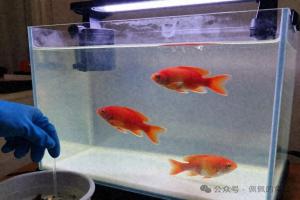 鱼缸水越换越浑?我停了每周换水,反而半年清澈见底,这4个懒招救了我一缸鱼