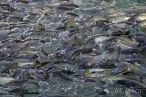 池塘养殖鱼类主要应激类型与常见应激反应以及应对方法