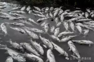 鱼类渔药中毒(或农药投毒)及其解救措施：用药要上心，用药要敬心，用药要小心，千万不可粗心！