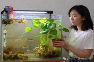 水草总养死?试试这5种陆生卧底,泡根就能活,还能帮你吃垃圾