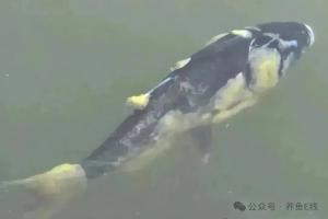 鱼类肤霉病的水霉菌和丝囊霉菌感染及其救治的综合分析