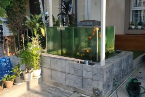 浅池玻璃缸的完美组合，顶观、侧观都能满足你！