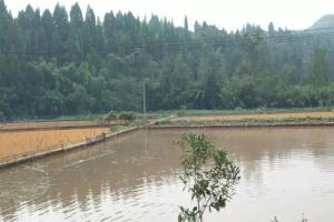 一位行外人对养鱼的看法：不是养鱼不挣钱，养殖方式要不得！