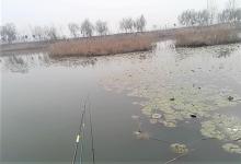 天冷野钓鲫鱼遇小杂鱼闹钩，调整这几方面，上钩的都是大板鲫