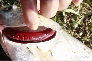 鱼类六种鳃病的诊断与防治