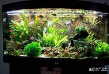 鱼缸里盐和硝化细菌能一起放吗？鱼缸净水盐和硝化细菌能一块用吗？