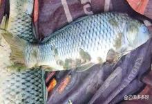 鱼一身白毛，死亡量不断增加，水霉病到底该怎么治？