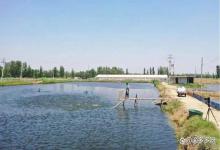 冬季池塘肥水？池塘肥水用什么好？这样做最有效！