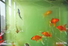 鱼缸里面的水变绿了怎么办？鱼缸水总是发绿怎么解决？我来告诉你