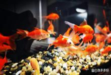 观赏鱼缸亚硝酸盐0.10正常吗？鱼缸亚硝酸盐0.10有没有什么问题？速看