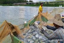 池塘肥水的最佳方法？池塘如何肥水？水产人要知道