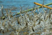 冬季虾塘水质清瘦怎么肥水？冬季虾塘肥水用什么肥最好？此法有效