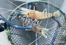 罗氏沼虾脱壳期间改底有影响吗？沼虾蜕壳期能生物氧化改底吗？