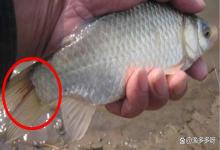 鱼鳃病怎么治疗？鱼鳃烂了是什么病？搞养殖的你必须知道