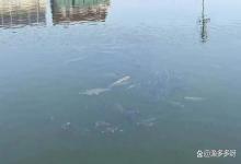 池塘开春第一次肥水用什么？鱼塘开春肥水搭配什么最好？解答来了