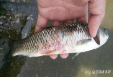 鱼烂鳃要怎么治？鱼烂鳃久治不愈怎么办？对症处理见成效