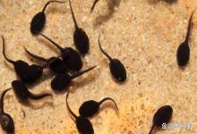 养蝌蚪需要肥水吗？蝌蚪什么阶段需要肥水养殖？水产人要知道