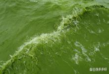 鱼塘出现蓝藻怎么处理？鱼塘怎么提前预防蓝藻？蓝藻顽疾彻底解决