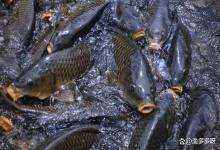 冬天室外锦鲤鱼池怎样预防水霉病？锦鲤鱼池水霉怎么彻底去除？