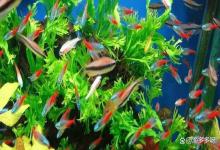 鱼中毒？怎么才能降解掉鱼缸的亚硝酸盐？老渔友私藏的降亚秘籍