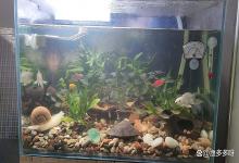 鱼缸水发浑发白怎么办？鱼缸水发浑发白用处理吗？一篇文章讲清楚