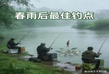 春雨一停就冲这 3 个点！大板鲫扎堆觅食，连杆到手软不空军！