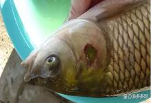 鱼烂鳃病用什么药？治疗鱼病烂鳃的药物？搞养殖的你必须知道