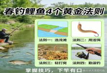 春钓鲤鱼别乱打重窝！4个黄金法则，新手也能下竿就有口，渔获稳翻倍