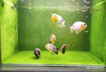 鱼缸亚硝酸盐超标鱼会出现哪些症状？鱼缺氧、黑鳃……这样做还有救