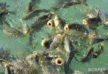 池塘溶氧底怎么处理？池塘底部溶氧如何提高？高温期救命指南来了