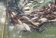 大雨过后，虾塘亚硝酸盐超标怎么处理？虾塘雨后亚硝酸盐怎么降？