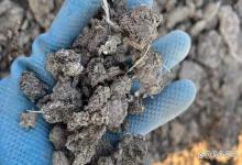 冬季肥水用鸡粪，千万千万要注意这几点，不要翻塘死鱼才后悔