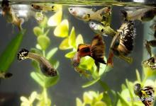 鱼缸亚硝酸盐超标怎么办？如何把鱼缸亚硝酸盐从爆表干到零？