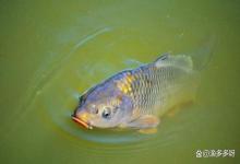 为什么春季必须要肥水？如何规划下肥顺序？你理清楚吗？