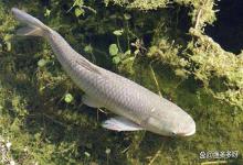 白露防鱼虫，别大意！科学调水   精准消杀，稳保养殖塘口高收益